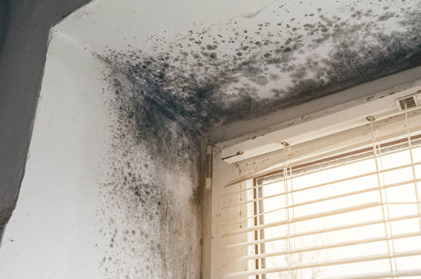 Affordable Crawl Space Mold Removal solutions in Henderson, CO